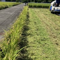 9月7日（116日目）稲刈り