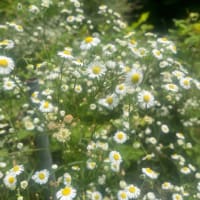 残念ながら庭、通路、畑も草ばかりです