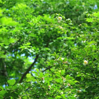 富士北麓の草原を散策　令和7年6月22日