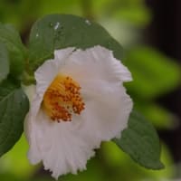 夏つばき②