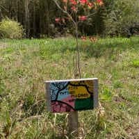 庭のハナミズキ開花！！