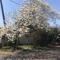 季節の話題2024(3)　木蓮・椿の咲き様、散り様