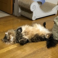 今日は三種混合ワクチン