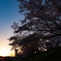 夜明け後の背割り桜