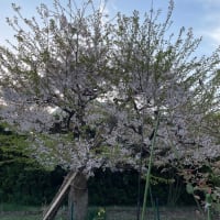 桜の散り始め