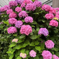 ざっと数えて２００くらい集まっている紫陽花