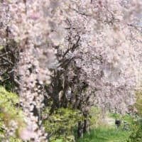 五稜郭橋の袂に、流れ落ちるように咲く“しだれ桜”．．．