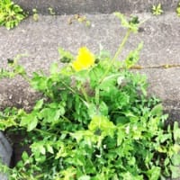 春の野芥子