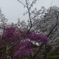 津城と津偕楽公園の桜