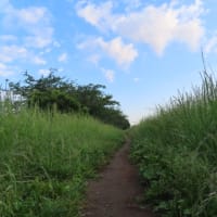 小出川の土手道