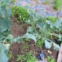 田舎へ　６月　③
