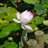 長居植物園の花菖蒲