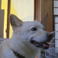 ネジバナ