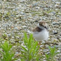 コアジサシの幼鳥