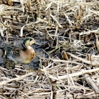 今日の顔（野鳥、トモエガモ）