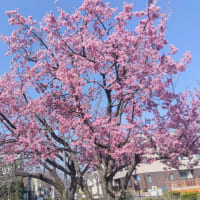 北沢川緑道の桜　2024