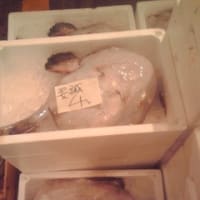 お魚(^O^)