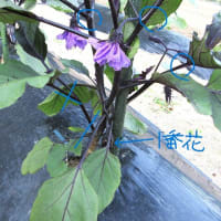 ナスは３本仕立てで簡易な誘引支柱