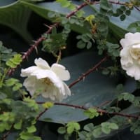 バラ3種