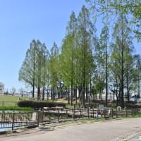 4月5日　花園中央公園の花菖蒲(ﾊﾅｼｮｳﾌﾞ)の池