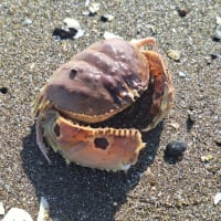 メガネカラッパ