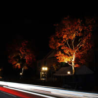 floodlighting(紅葉まつり)