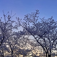 奈良の桜　最後