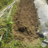カボチャとオクラの畝を耕し、カボチャは即植え付け　オクラの畝はマルチをして準備しました