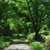 夏の山道　ルリイトトンボなど
