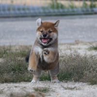 新しい飼い主さん募集中！オーナー募集中！2024.7.16生　柴犬　オス