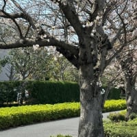 茅ヶ崎中央公園の桜🌸