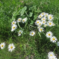 初夏の野の花とヨモギ餅