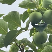 青柿