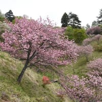 桜写ん歩：さくらの里