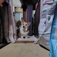 映画「青いライオン」とトークショー