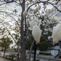 桜　ぽつぽつ咲き