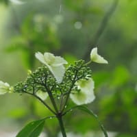 もう、名残花になってしまいましたけど、、、