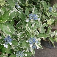 紫陽花の・・・