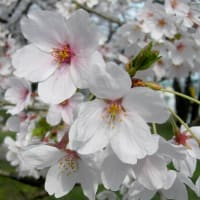 桂城公園の桜満開･･･
