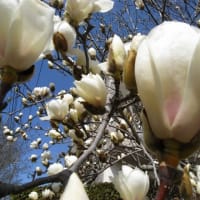 やっと咲いた河津桜
