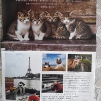 世界ネコ歩き写真展