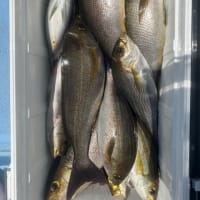 午前便イサキ釣り、午後便ウタセマダイ