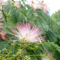 夏椿の花