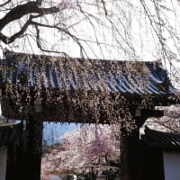 醍醐寺 総門の桜