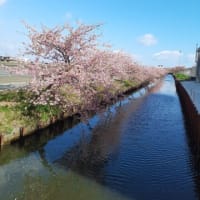 河津桜の咲き始めが早かったのに。