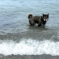 長者ヶ原遺跡はサファリパークと同じと思うべし！・・・正しく畏れる