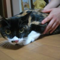 和華ちゃん⇒もかちゃん