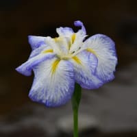 花菖蒲の季節