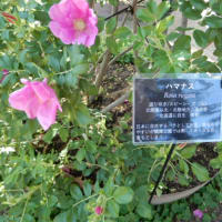 「フィガロの結婚」、野外オペラで。薔薇の花咲く鶴舞公園風景