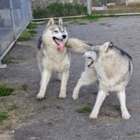 パパさんのお腹の中
